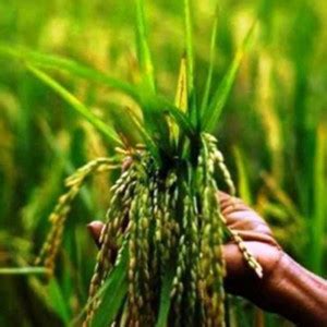naturehils Rice Paddy Seeds, Miniket Paddy For Puja, Germination Paddy ...