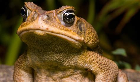 Image result for Alien Species Identified