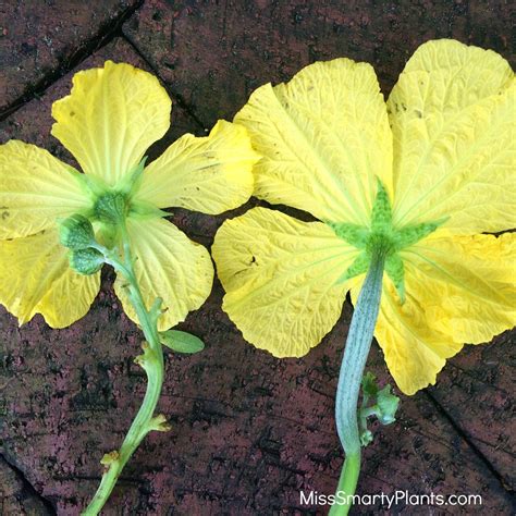 Watermelon Flower Male Female
