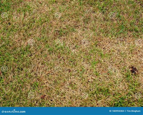 Dead Brown Grass Patch in Lawn Stock Photo - Image of landscaped ...