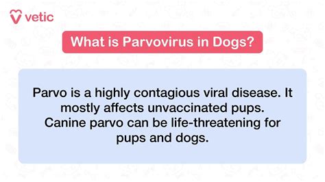 Parvo in Dogs: Signs, Causes, Treatment and Prevention