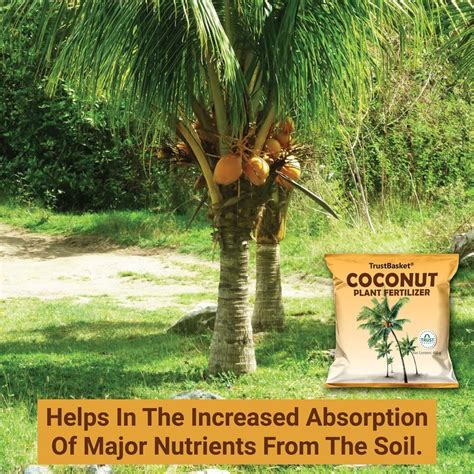 Coconut Plant Fertilizer – TrustBasket