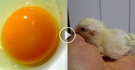 Chick Embryo Development 的图像结果