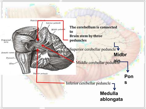 anatomy of cerebellum.pptx