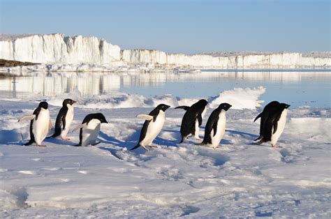 Free Images : water, snow, winter, ice, season, penguin, birds, vertebrate, penguins, freezing ...