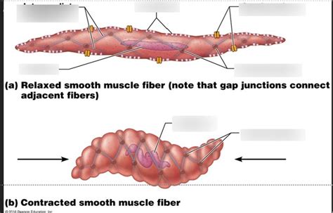 Smooth Muscle Anatomy Diagram | Quizlet
