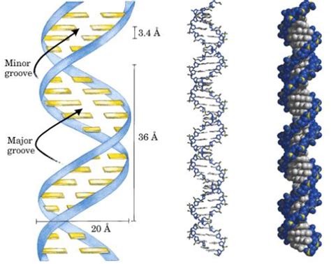 dna分子结构示意图 下图为DNA分子结构示意图,对该图的正确描述是 [ ] A.②和③相间排