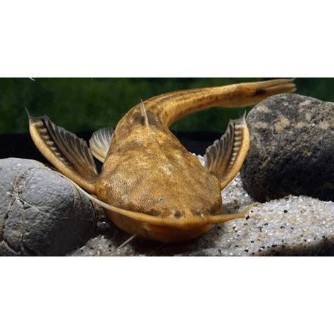 Banjo catfish | Each