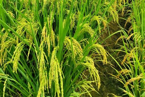 centre may override punjab govt hybrid rice ban using seed act ...