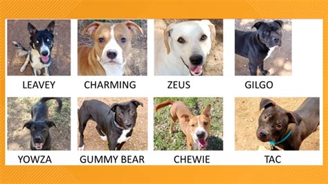 San Angelo Animal Shelter at capacity, nine dogs need to be adopted ...