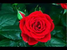 fiori di te flower blooming fiori di te flower blooming
