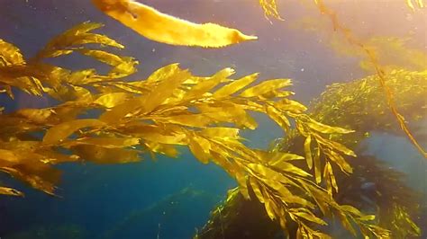 What Is Feather Boa Kelp at Denise Callaghan blog
