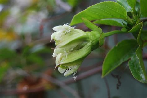 Passiflora caerulea
