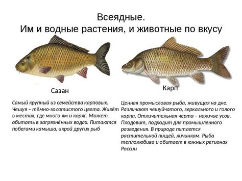 Карп: описание рыбы, среда обитания, виды карпов, чем питается