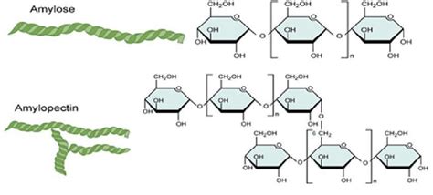 Draw the structure of amylose and amylopectin Amylose - Brainly.in