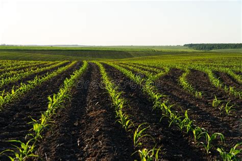 Image result for Small Corn Field