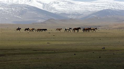 Mongolian Steppes Animals