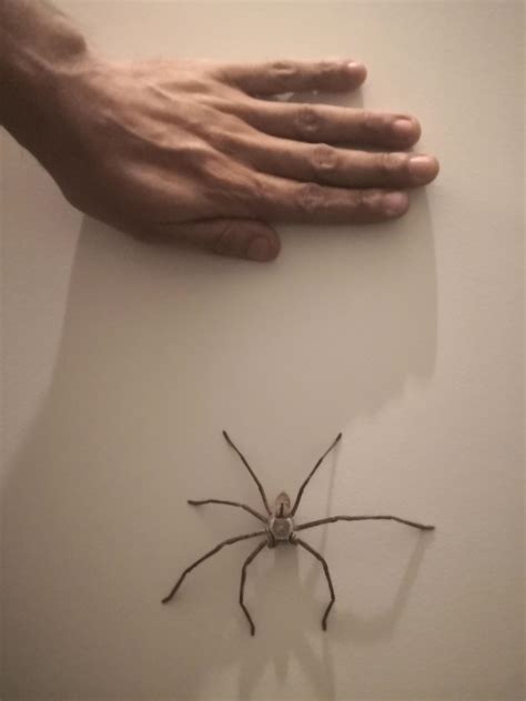 Giant Australian Spider Ridiculousness