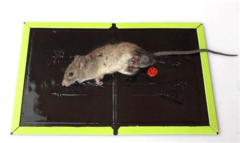 老鼠进家里是什么预兆 老鼠进家里怎么赶出去-热聚社