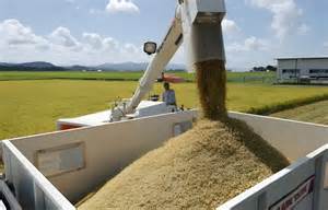 Reispreise in Japan steigen zum dritten Mal in Folge