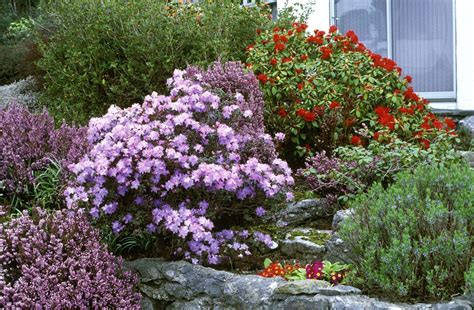 Fall Flowering Evergreen Shrubs