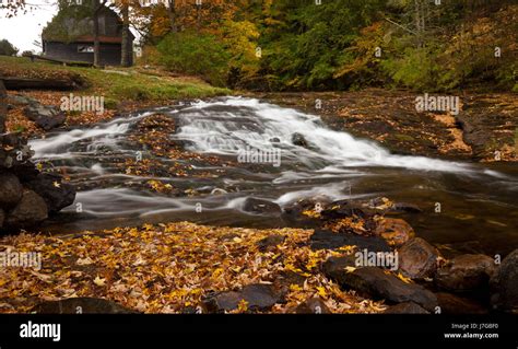 Funnel Vision Tree Fall 的图像结果