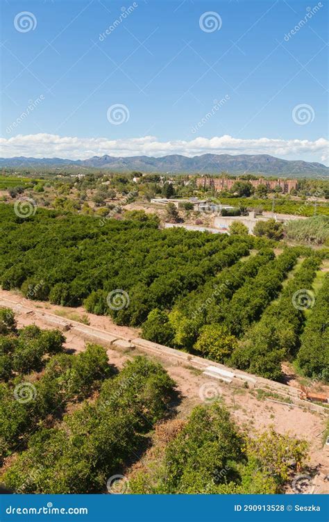 Spanish Orchards with Orange Trees, Valencia. Stock Photo - Image of ...