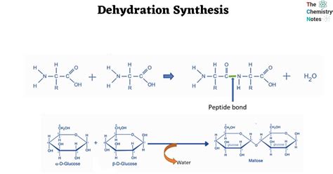 Image result for Dehydration Reaction Example