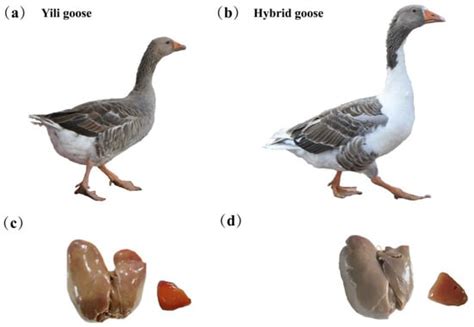 Liver Transcriptome Profiling Identifies Key Genes Related to Lipid ...