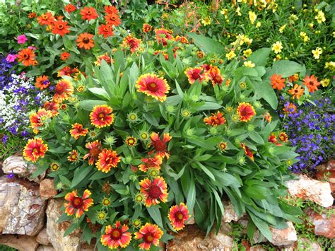 Color Of Blanket Flower at Nathan Oneill blog