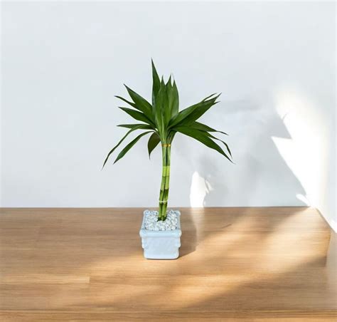 Image result for Bambu Da Sorte