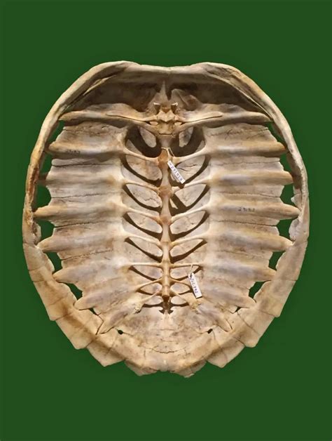 Image result for Turtle in Shell