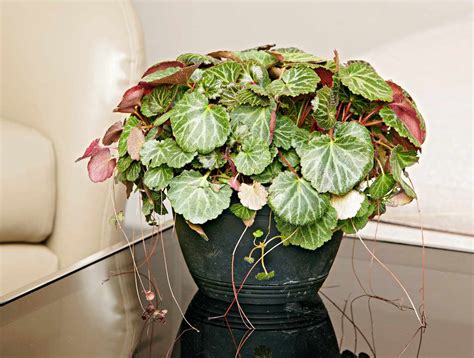 16 Top Fragrant Indoor Plants | Better Homes & Gardens