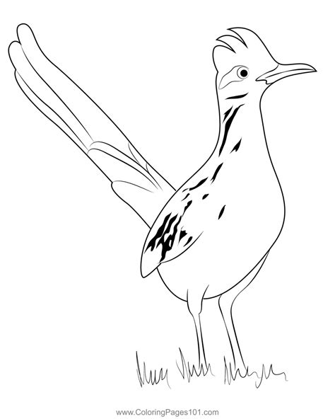 Lesser Road Runner Distribution Map 的图像结果