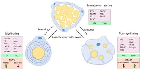 Schwann Cell Role in Selectivity of Nerve Regeneration