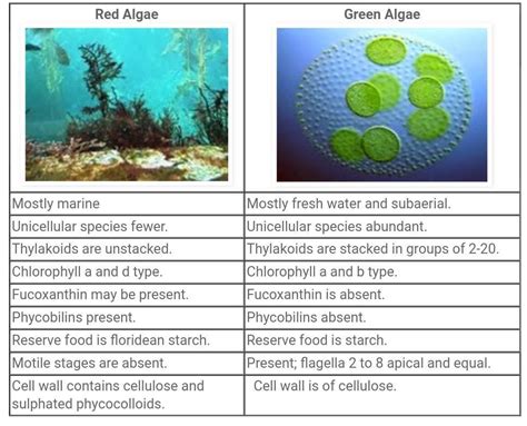 Distinguish between Chlorophyta and Rhodophyta. - Brainly.in
