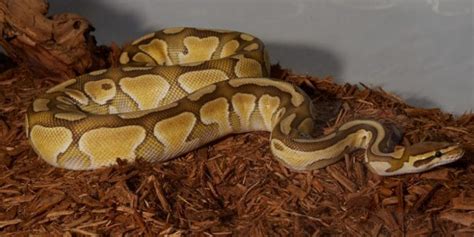 Image result for Ball Python Substrate