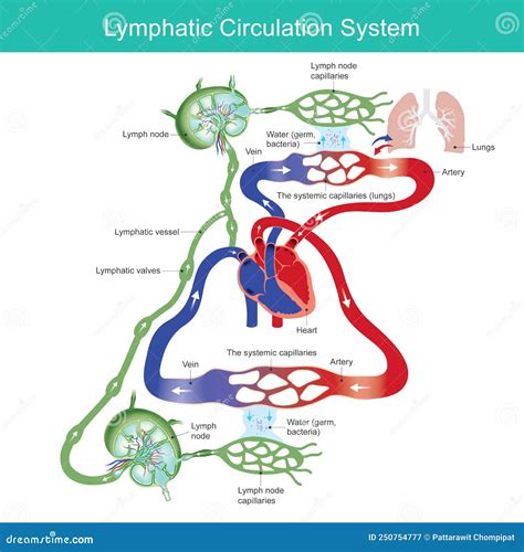 Lymphatic System Process 的图像结果