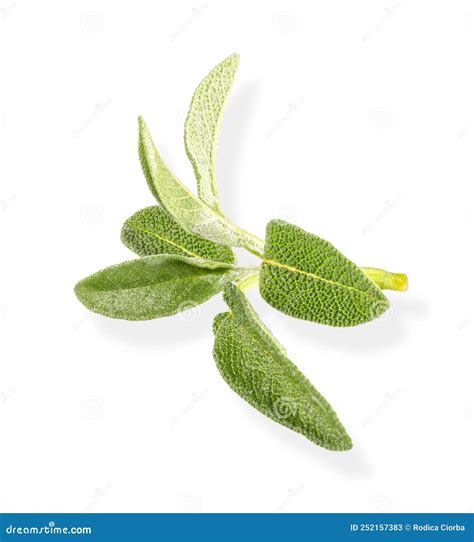 Sage Herb Espa at Karen Lockhart blog