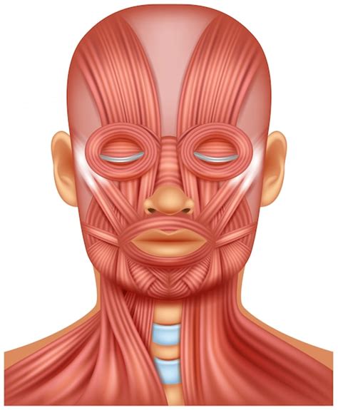 Illustration of human head muscle | Premium Vector
