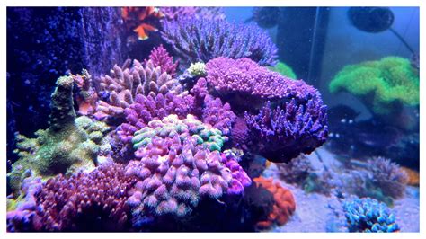 Bakterie w akwarium morskim - Tropical Edu