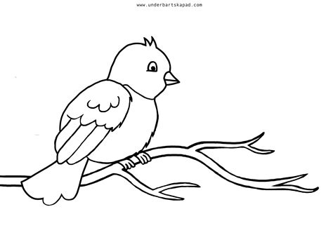 Bird Coloring Pages - FREE Download - Underbart skapad