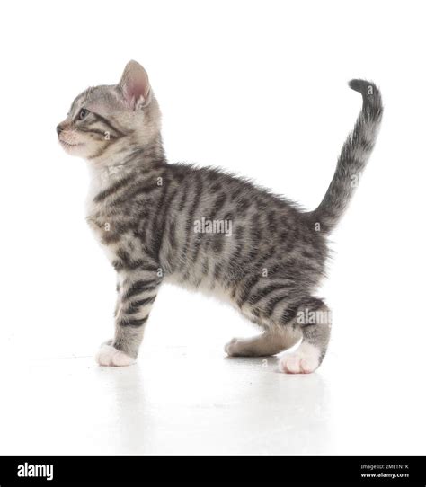 Grey tabby kitten, Bengal and British cross shorthair kittens, 5-week ...