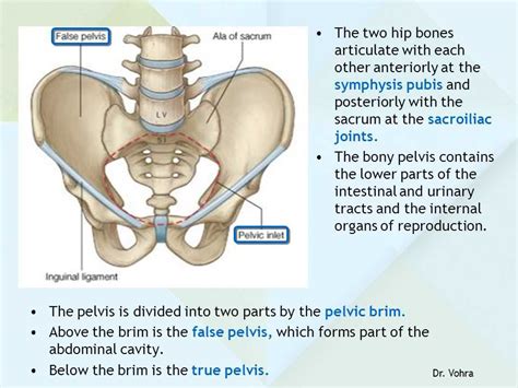 Image result for Pelvic Spring Test
