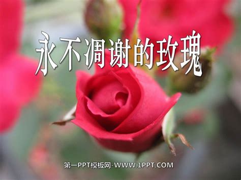 《永不凋谢的玫瑰》PPT课件4 - 第一PPT