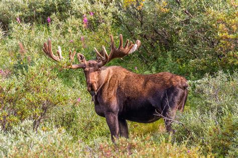 What Is a Group of Moose Called? - A-Z Animals