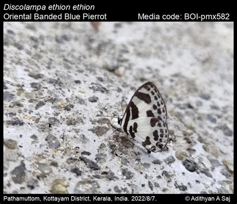 Discolampa ethion ethion | Butterfly