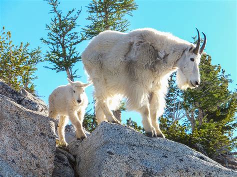 35 Facts About Mountain Goats - Facts.net