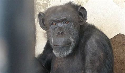 Judge Orders Chimpanzee To Be Freed From A Zoo After Ruling That The ...