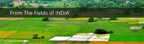 Vihado Nutrition Sandalwood Essential Oil, 15 ml : Amazon.in: Health ...